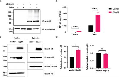 SARS-CoV-2 Nsp14 protein associates with IMPDH2 and activates NF-κB signaling